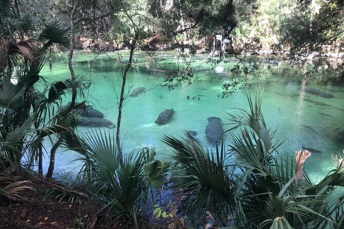 Small Group Manatee Discovery Kayak Tour near Orlando - Key Points