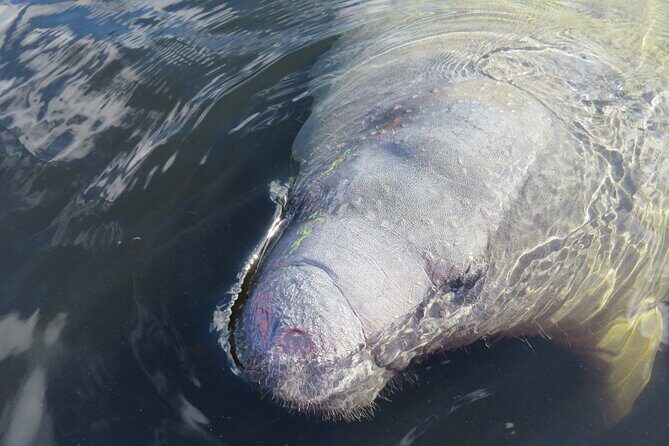 Small Group Manatee Discovery Kayak Tour near Orlando - An In-Depth Look at the Tour