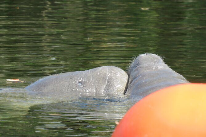 Small Group Manatee Discovery Kayak Tour near Orlando - Final Thoughts