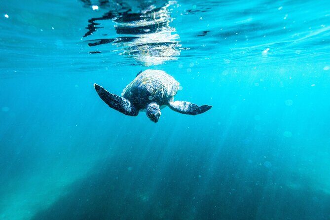 Small Group Manly Snorkel Tour and Nature Walk with Local Guide - The Sum Up