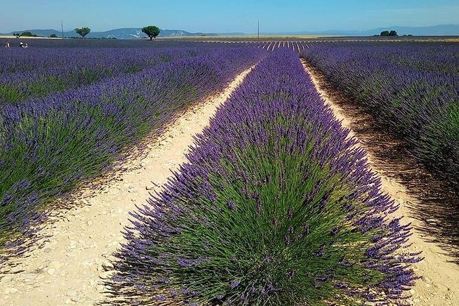 Small Group Marseille Shore Excursion: Lavender Tour - Who Should Consider This Tour?