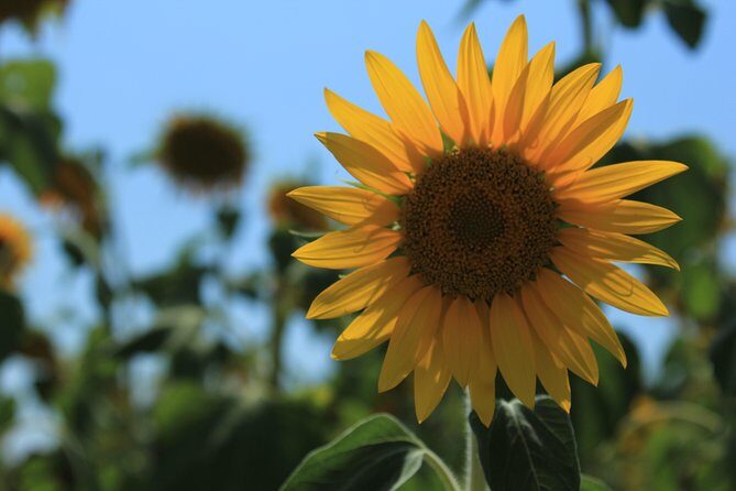Small Group Marseille Shore Excursion: Lavender Tour - FAQ