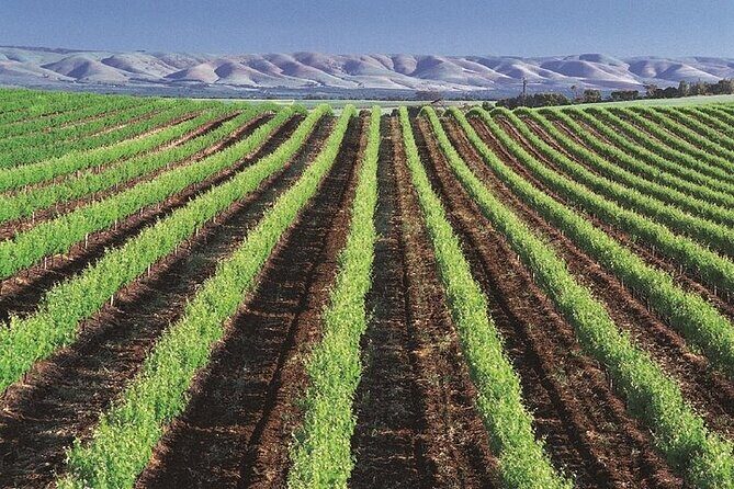 Small Group McLaren Vale and The Cube Experience - FAQ