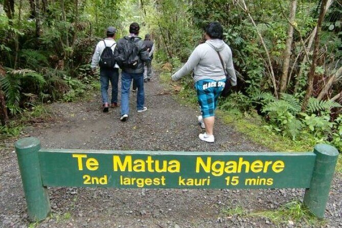 Small-Group Mystical Waipoua Forest Kauri Tour from Auckland - Key Points