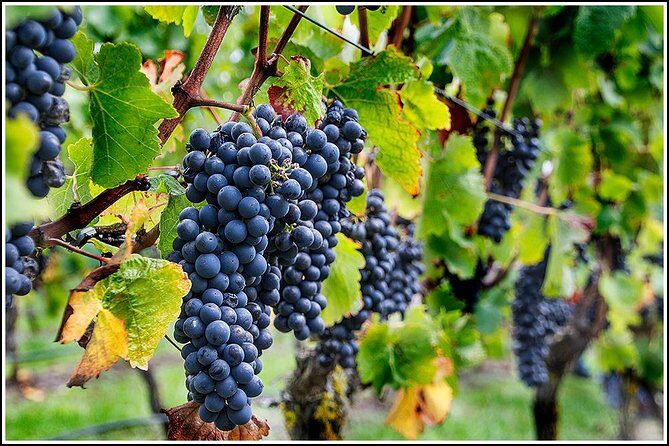 Small group - Napier Premium Wineries+ Beer tour -5.0 - 5.5 hours - Why Travelers Rave About This Tour