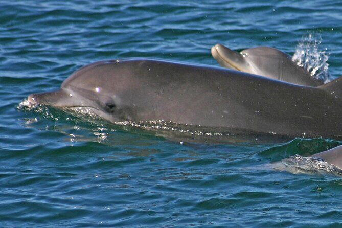 Small Group Port Stephens + Dolphins + 4WD/sandboarding ex Sydney - FAQ