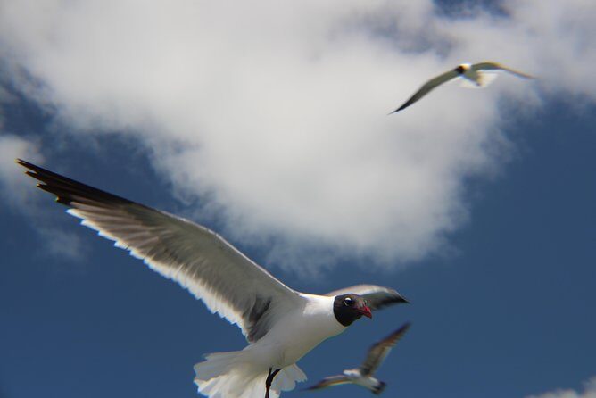 Small-group private Key West tour with expert guide - The Price: Is It Worth It?