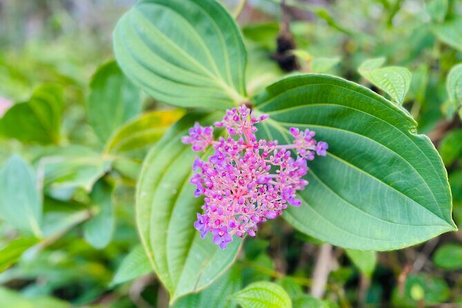 Small-Group Road to Hna Tour (Up to 4)  Hidden Gems Adventure - The Sum Up