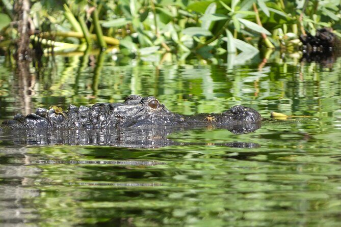Small Group Scenic Wekiva River Kayak Tour near Orlando - The Value of This Tour