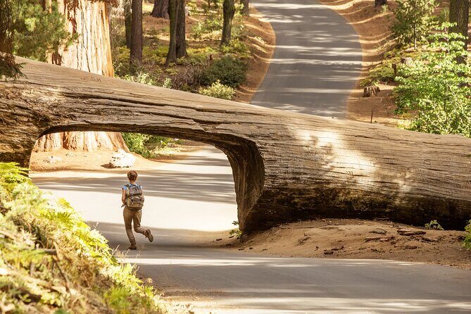 Small Group Sequoia Tour from Wuksachi Lodge with Lunch - An In-Depth Look at the Tour Experience