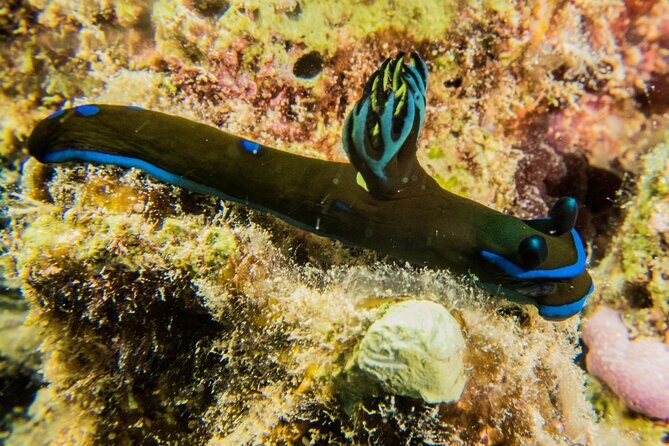 Small Group Shallow Reef Dive in Oahu - Key Points