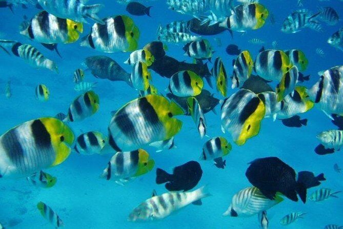 Small group snorkeling (5 people max): wrecks & tropical fishes at 1:00pm - Key Points