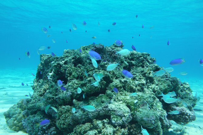Small group snorkeling (5 people max): wrecks & tropical fishes at 1:00pm - Why This Tour Is Worth Considering