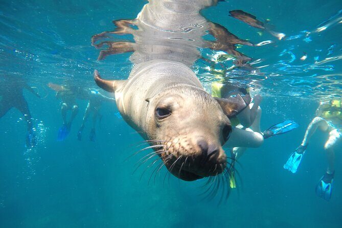 Small Group Snorkeling and Swim with Whale Sharks & Sea Lions in La Paz - Key Points
