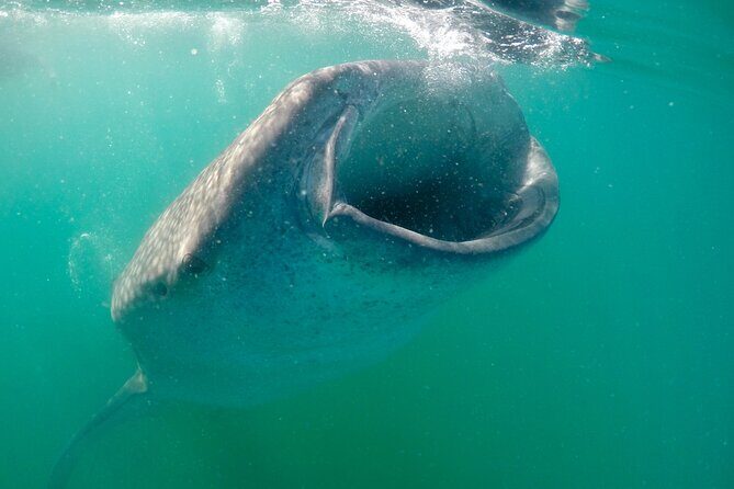 Small Group Snorkeling and Swim with Whale Sharks & Sea Lions in La Paz - What You Can Expect in Detail