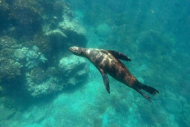 Small Group Snorkeling and Swim with Whale Sharks & Sea Lions in La Paz - The Sum Up