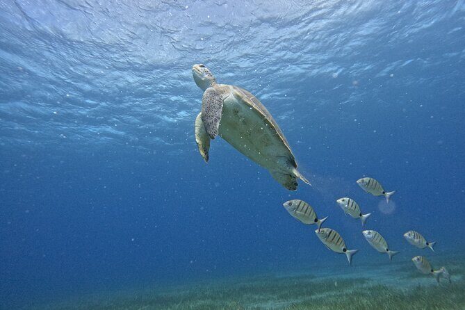 Small Group Snorkeling in Abades Bay with Licensed Guide - The Sum Up