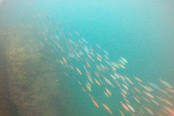 Small Group Snorkeling in Hikkaduwa - Why Choose the Small Group Snorkeling Tour in Hikkaduwa?