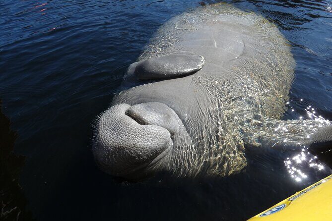 Small Group Sunset Paddle Among Manatees near Orlando - Practical Details and Value