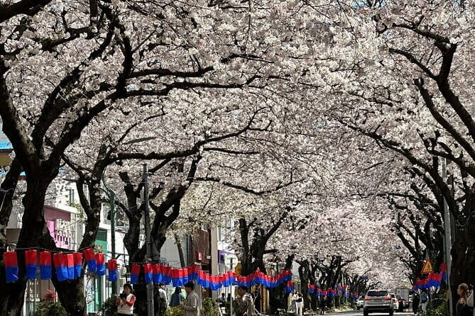 Small Group Tour East Jeju Cherry Blossom & Woman Diver Show - Is This Tour Worth the Price?