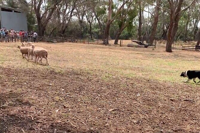 Small Group Tour of 2-7pax in Phillip Island & Churchill Island - Duration and Physical Expectations