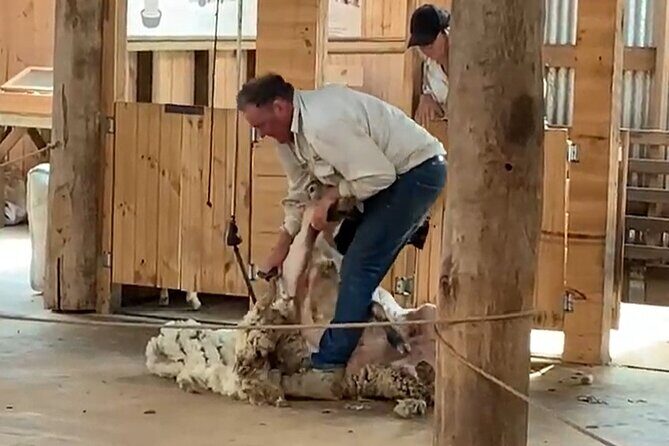 Small Group Tour of 2-7pax in Phillip Island & Churchill Island - Authentic Experiences and Practical Tips