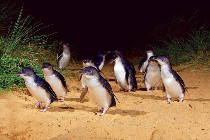 Small Group Tour of 2-7pax in Phillip Island & Churchill Island - The Sum Up