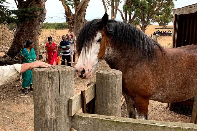 Small Group Tour of 2-7pax in Phillip Island & Churchill Island - FAQ