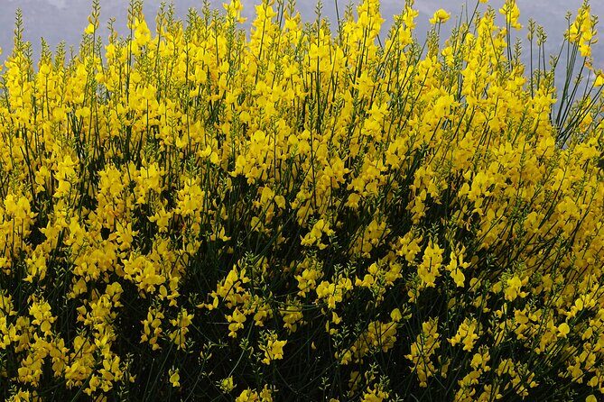 Small Group Tour to Knossos Palace Lasithi Plateau & Olive Mill - FAQ