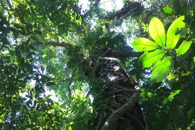 Small-Group Trekking Experience in Daintree National Park - Frequently Asked Questions
