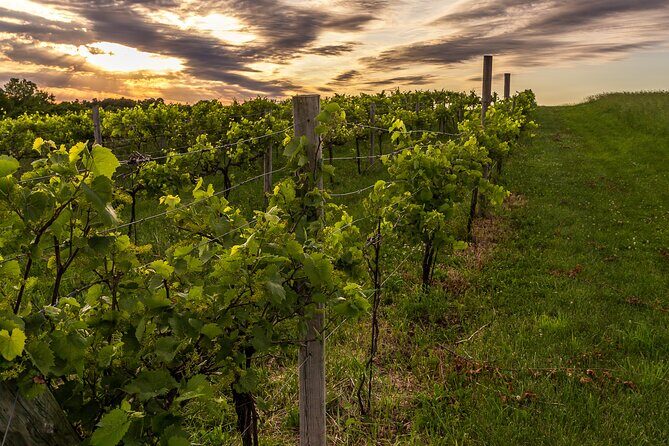 Small-Group Vineyard and Orchard Tour with Wine Tasting in Muscoda - An In-Depth Look at the Vineyard and Orchard Tour