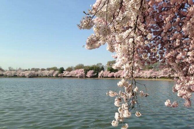 Small Group Washington D.C. Cherry Blossom 1-Day Experience Tour - The Itinerary in Detail: What to Expect