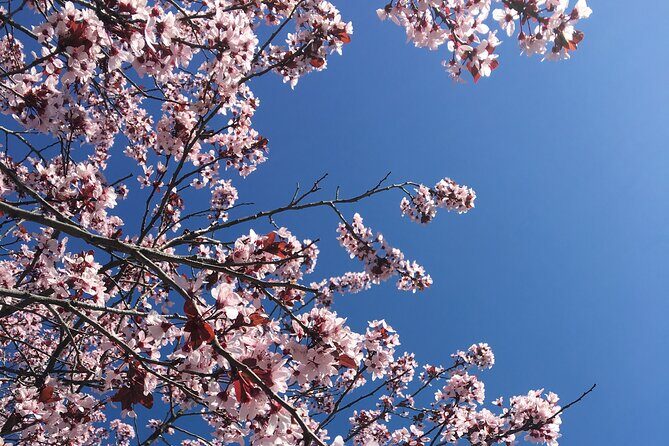Small Group Washington D.C. Cherry Blossom 1-Day Experience Tour - Who Should Consider This Tour?