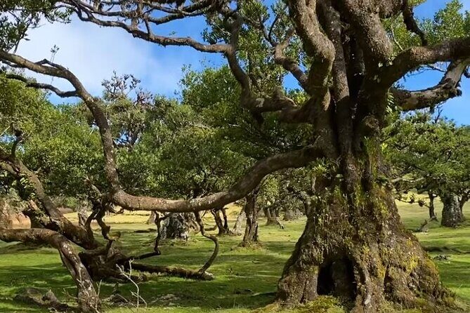 Small Group West Tour Waterfalls & Fanal Forest Tour - Exploring Madeira’s West Coast: An In-Depth Look