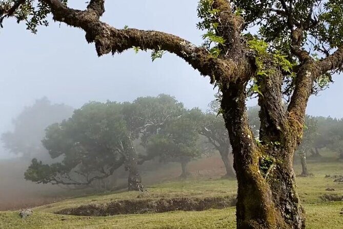 Small Group West Tour Waterfalls & Fanal Forest Tour - FAQ