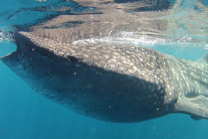 Small-Group Whale Shark and Snorkeling Tour from Cancun - An In-Depth Look at the Experience
