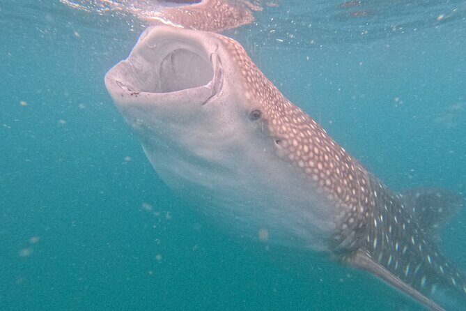Small group whale shark experiences in La Paz - Who Will Love This Tour?