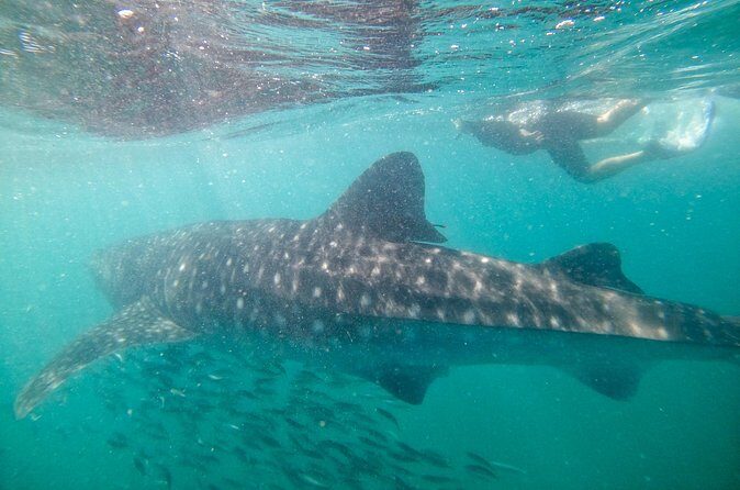 Small group whale shark experiences in La Paz - FAQs