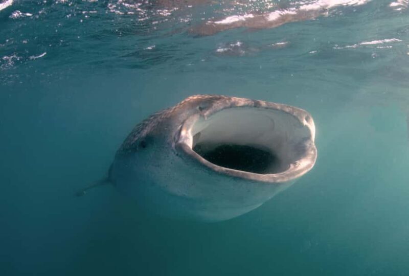 Small group Whale Shark snorkeling in La Paz, BCS, Mexico - An In-Depth Look at the Experience