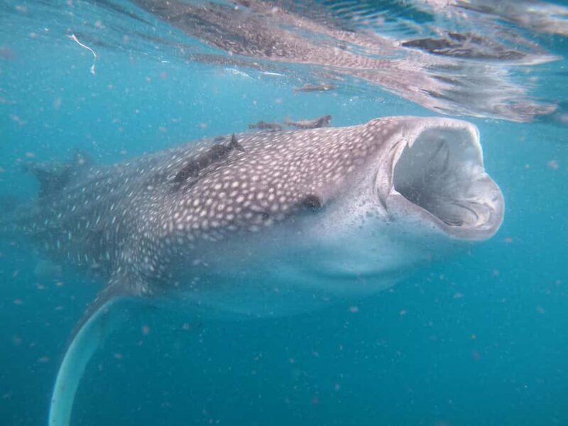 Small group Whale Shark snorkeling in La Paz, BCS, Mexico - The Practicalities: What You Need to Know