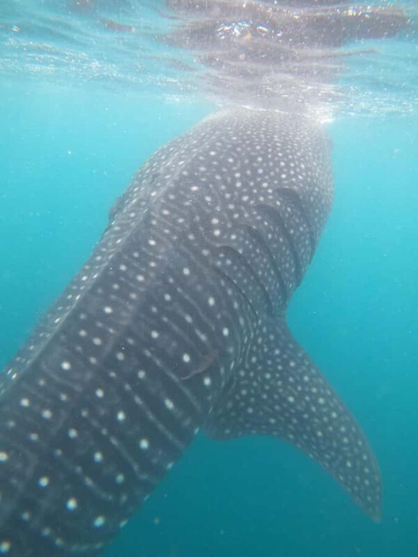 Small group Whale Shark snorkeling in La Paz, BCS, Mexico - FAQ