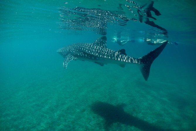 Small group Whale Shark snorkeling in La Paz BCS MX - What Makes This Experience Special?