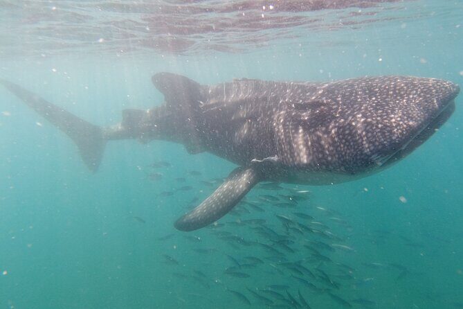 Small group Whale Shark snorkeling in La Paz BCS MX - Expectations and Practical Considerations