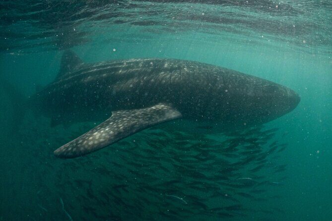 Small group Whale Shark snorkeling in La Paz BCS MX - Final Thoughts: Who Will Love This Tour?