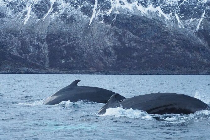 Small group Whale watching - An In-Depth Look at the Experience