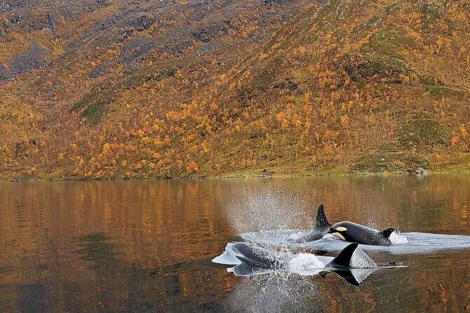 Small group Whale watching - Final Thoughts