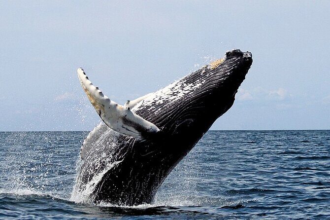 Small-Group Whale Watching in Baja Mexico - An In-Depth Look at the Whale Watching Experience