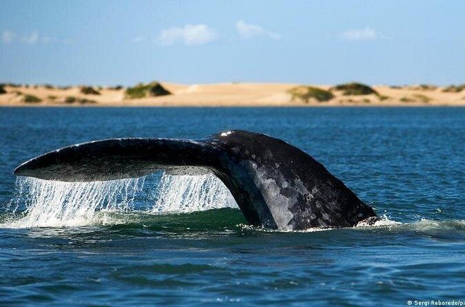Small-Group Whale Watching in Baja Mexico - Who Is This Tour Best For?