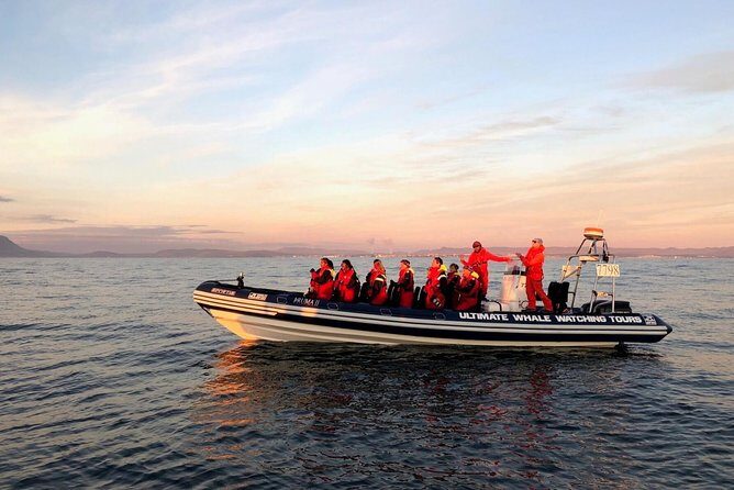Small-group Whale Watching in the Midnight Sun from Reykjavík - A Deep Dive into the Experience