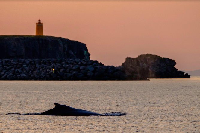 Small-group Whale Watching in the Midnight Sun from Reykjavík - Who Is It Best For?